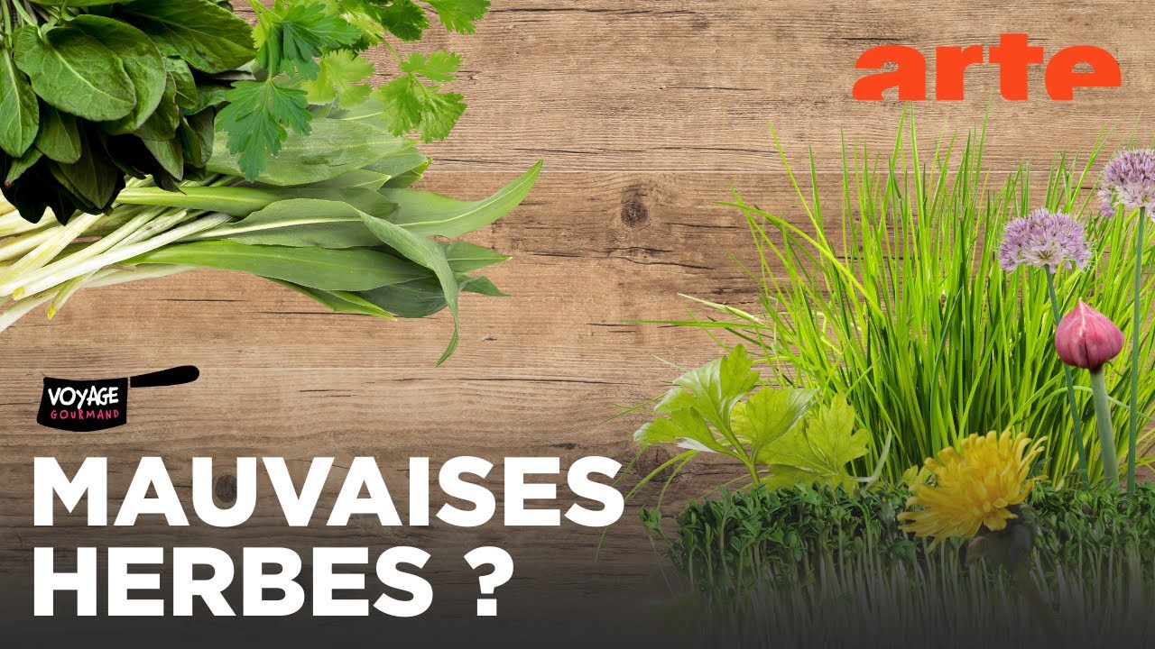 Tout sur les plantes sauvages | Voyage gourmand | ARTE Family