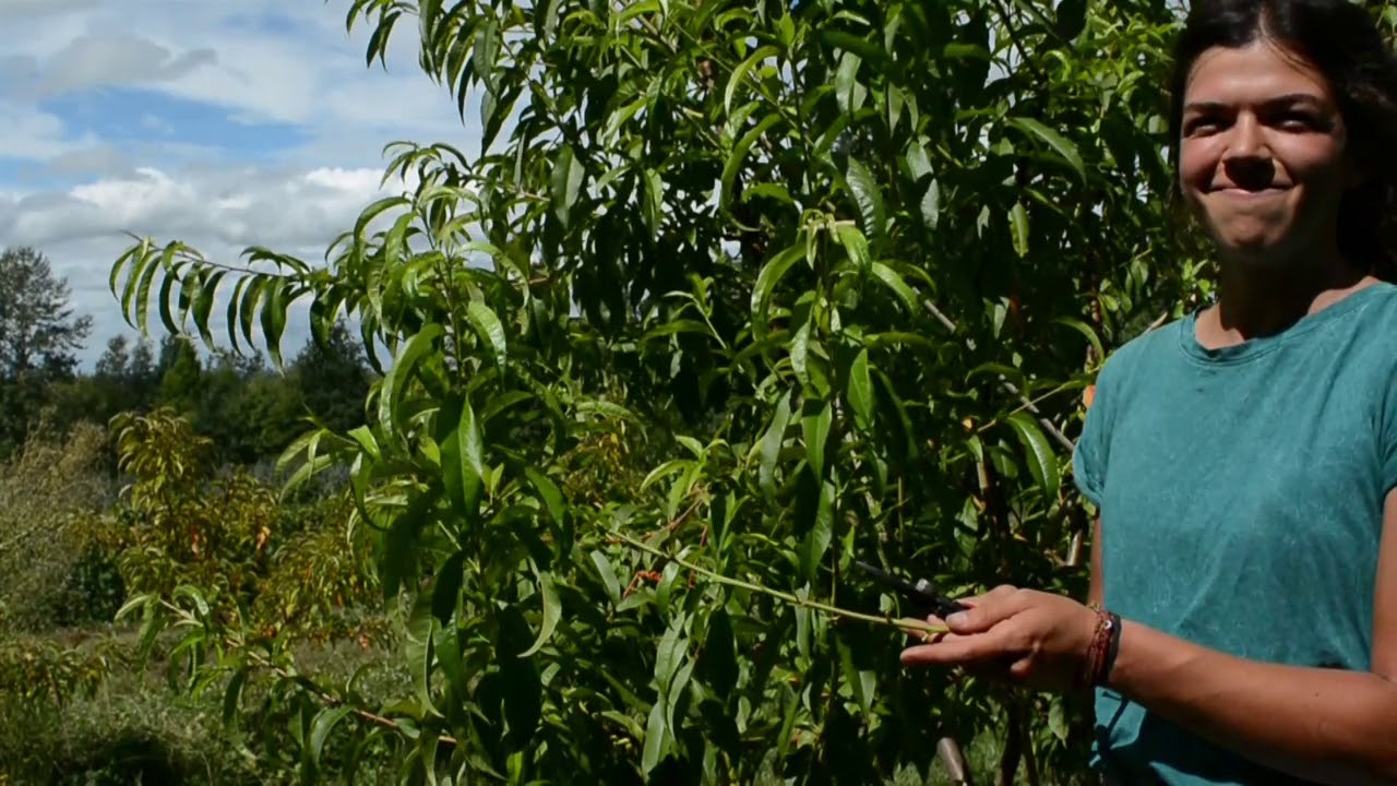 Summer Chip Bud Grafting Fruit Trees
