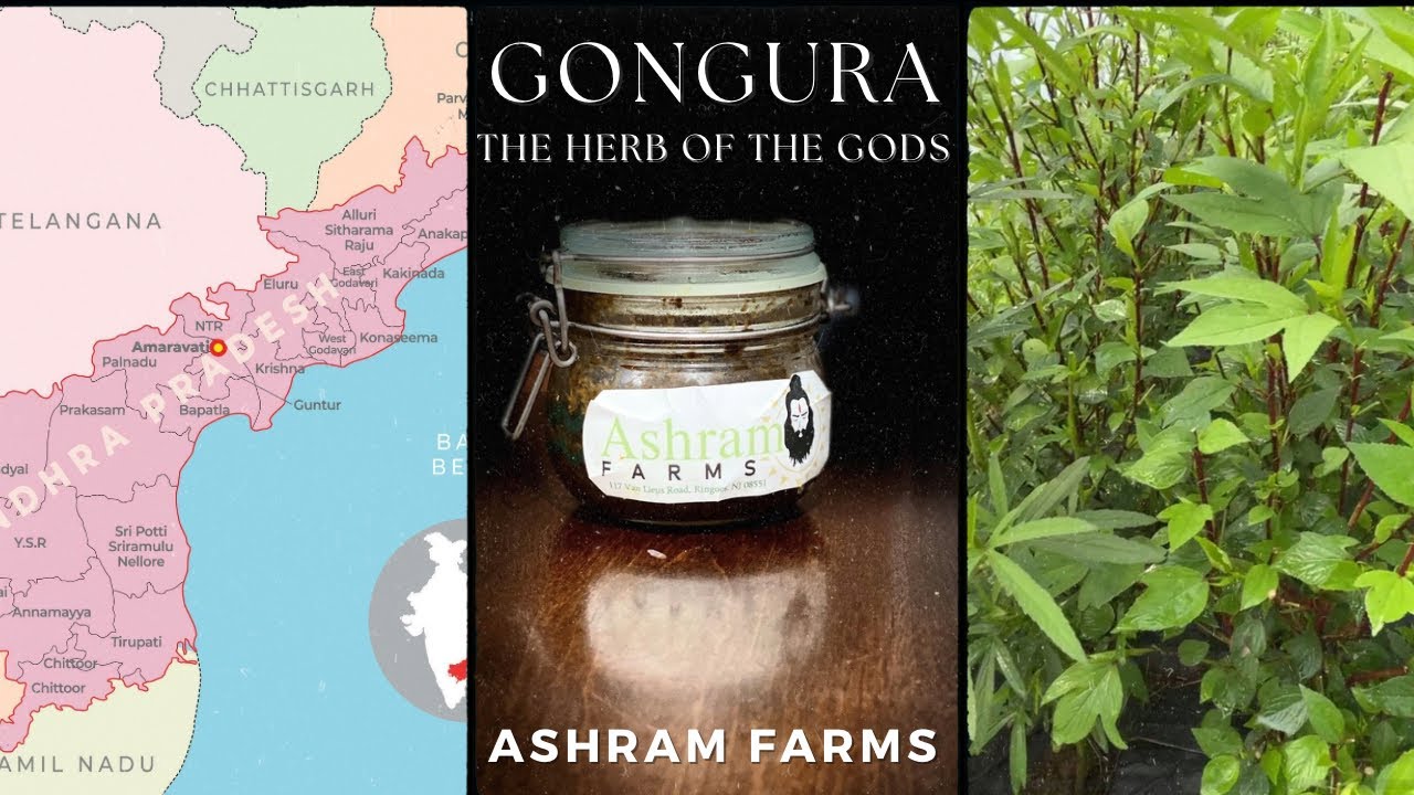 Gongura: Herb of the Gods