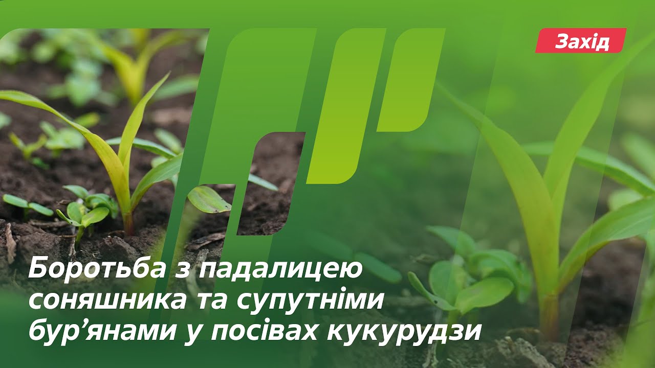 Боротьба з падалицею соняшника та супутніми бур’янами у посівах кукурудзи //Досвід. АгроАрена Захід