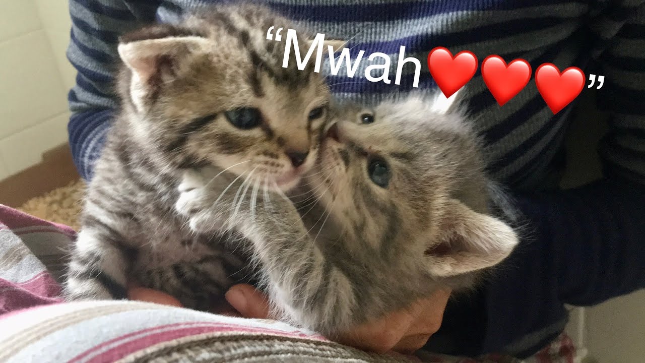 Hungry abandoned kittens make cute suckling noises bottle feeding | Monica and Joey's Journey Part 4
