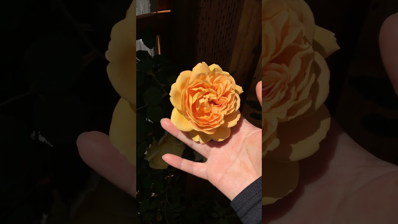 My Small Garden Tour Plant Collection - Spring/Summer 2024