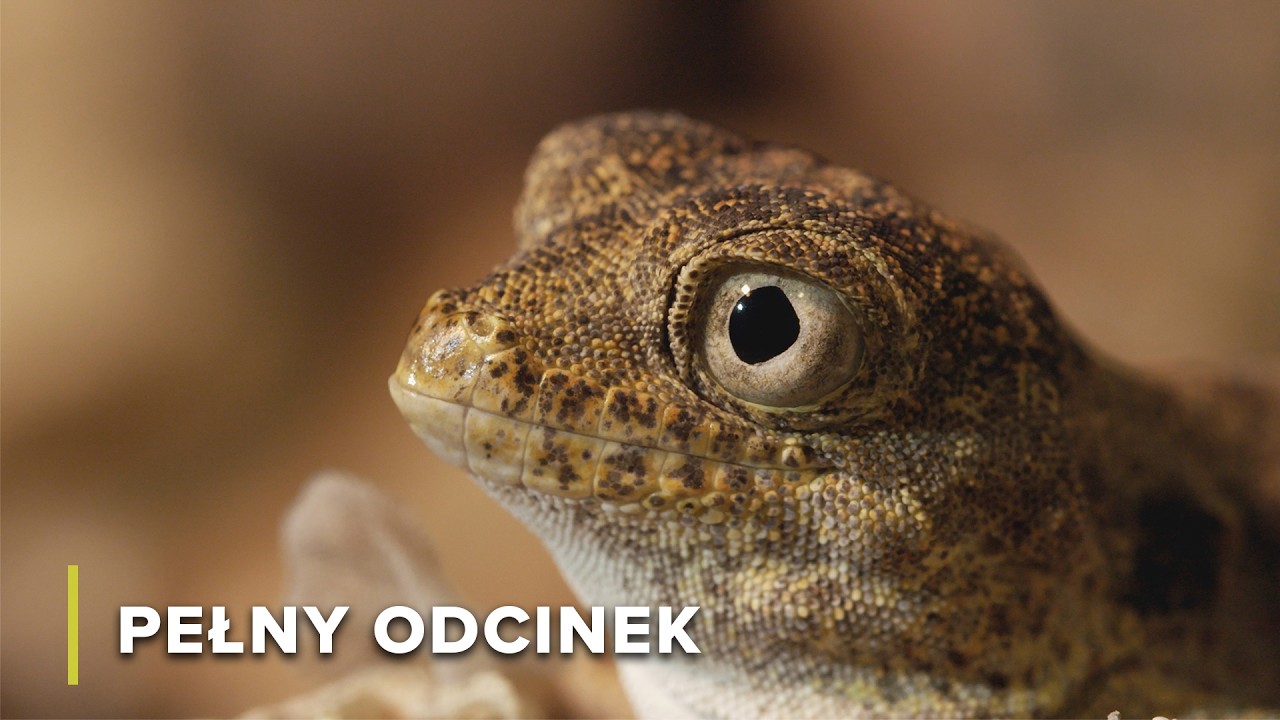 Mistrzowie przetrwania: Gady arabskich piask&oacute;w | Arabskie piekło 102