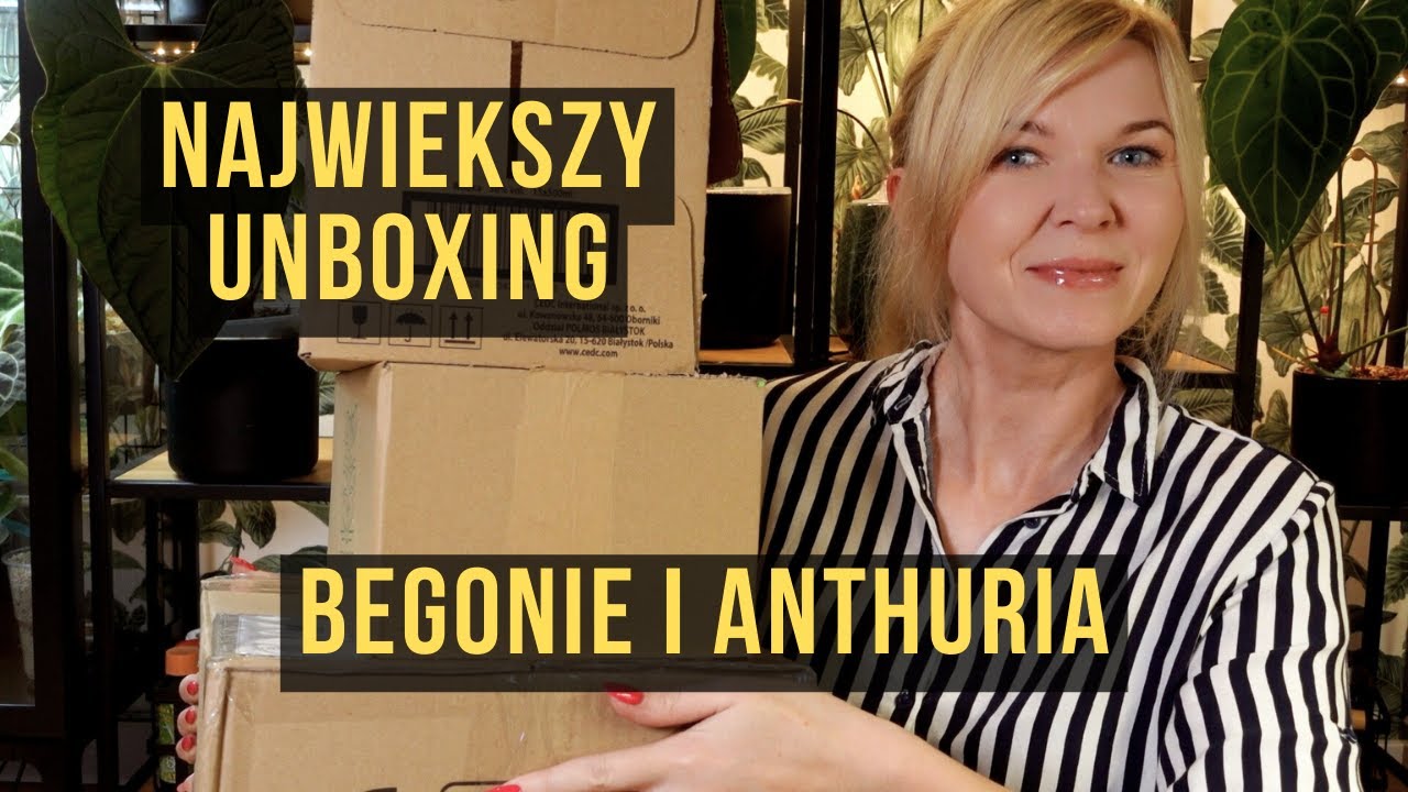 Największy unboxing - begonie i anthuria - co za OBŁĘDNE PIĘKNOŚCI