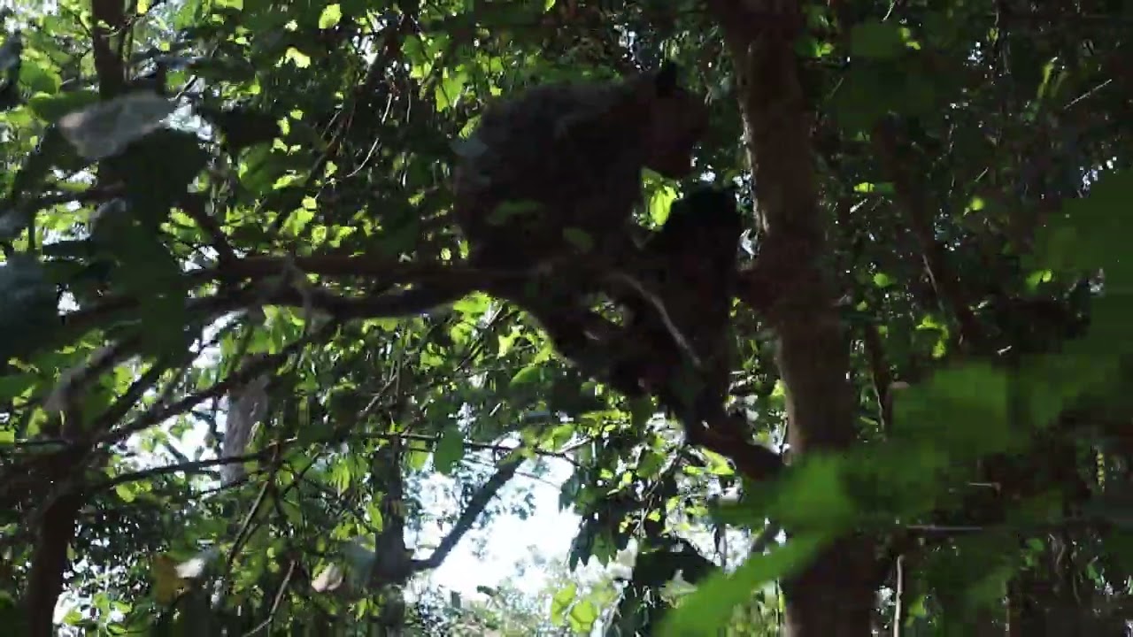 Top Wild Monkey Video 2023, little cute monkey