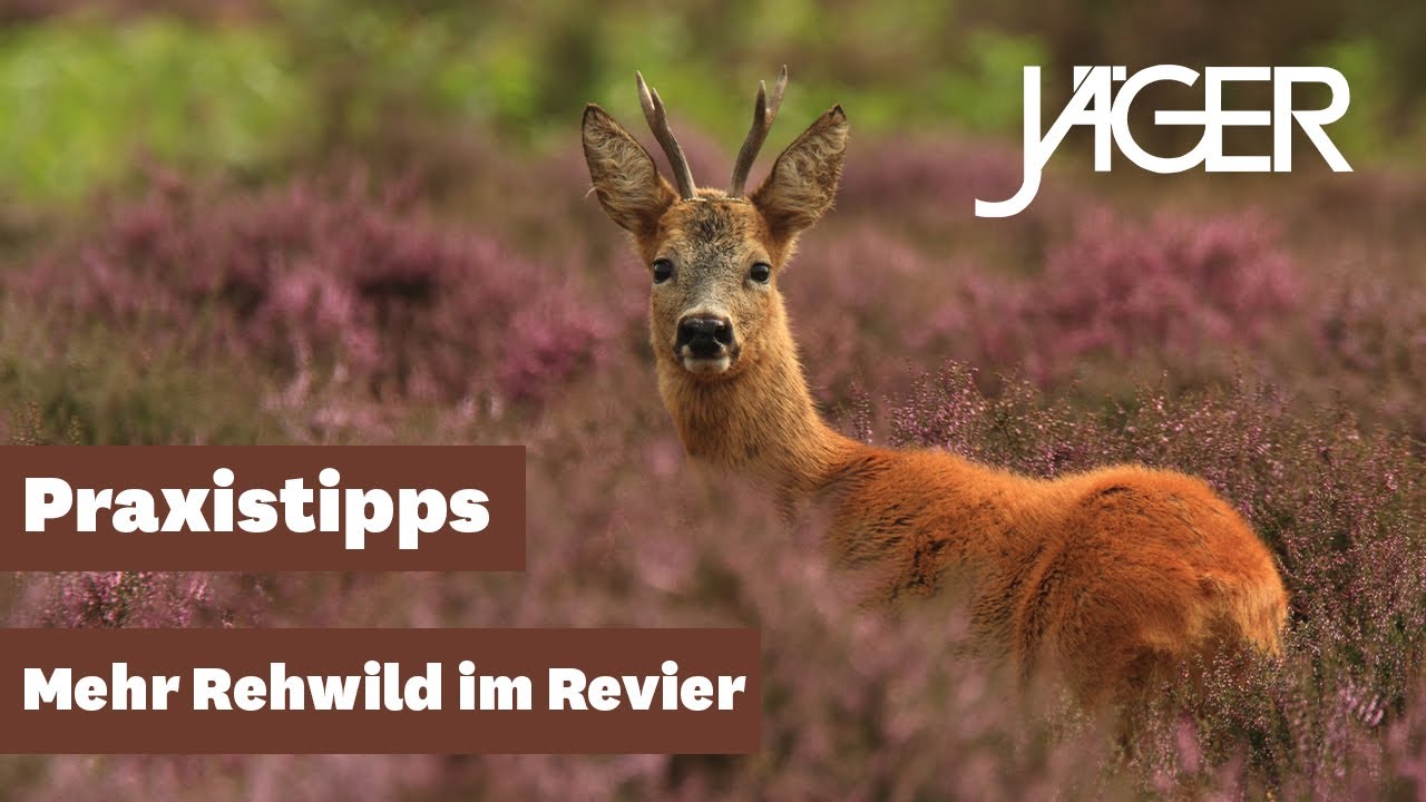 Rehwild locken! | J&Auml;GER Praxistipps