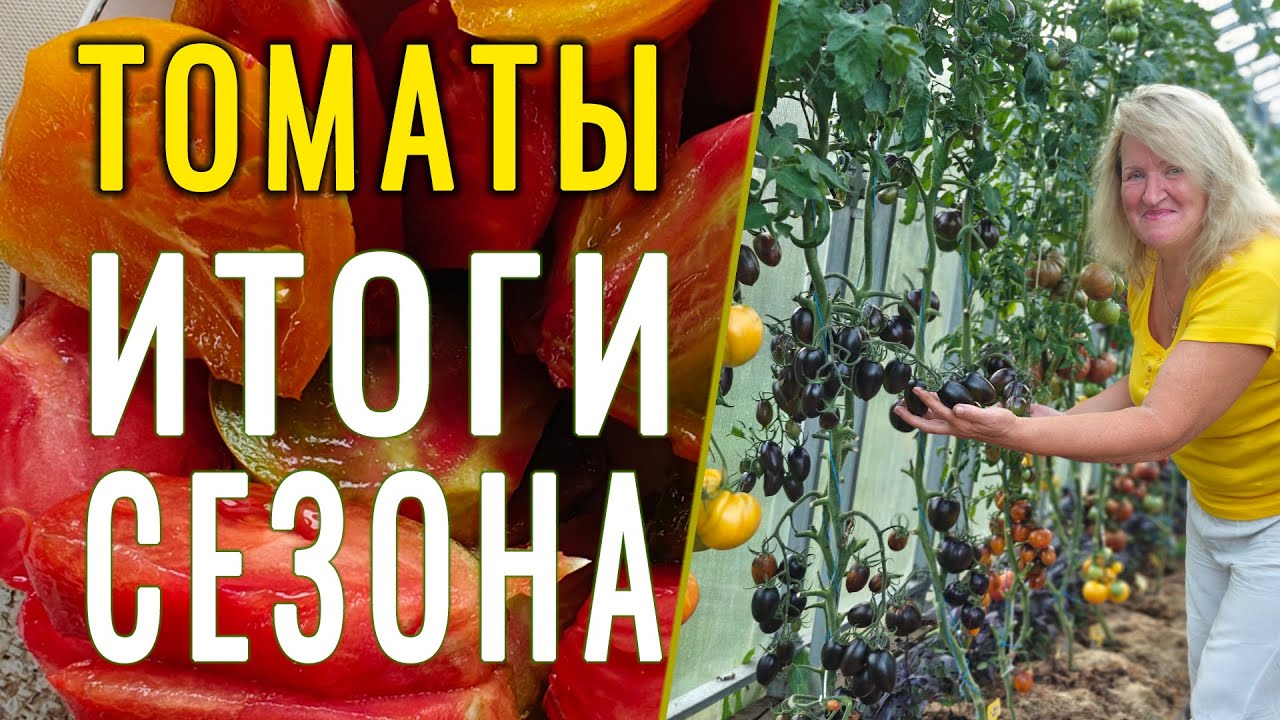 Томаты. итоги сезона. Выбор лучшего помидора #огород #сад #урожай