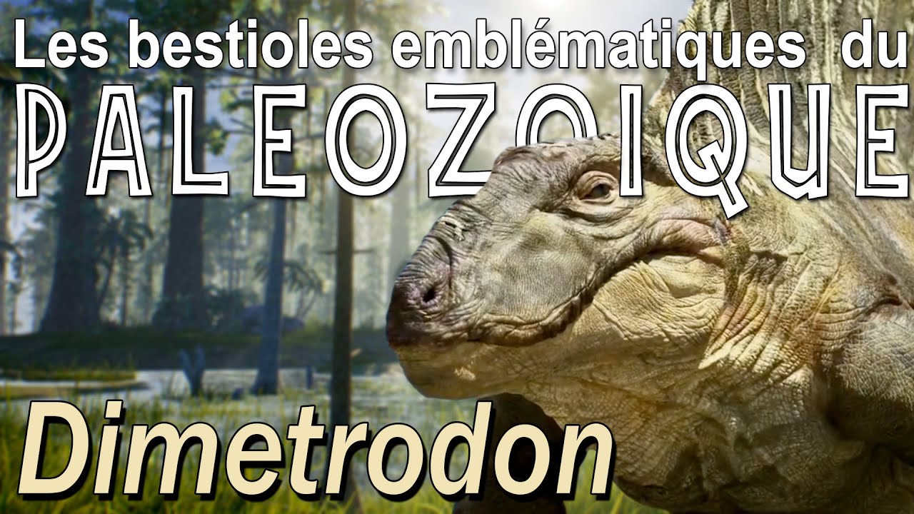 Dimétrodon, l'ancêtre des mammifères - paléontologie - Simplex Paléo