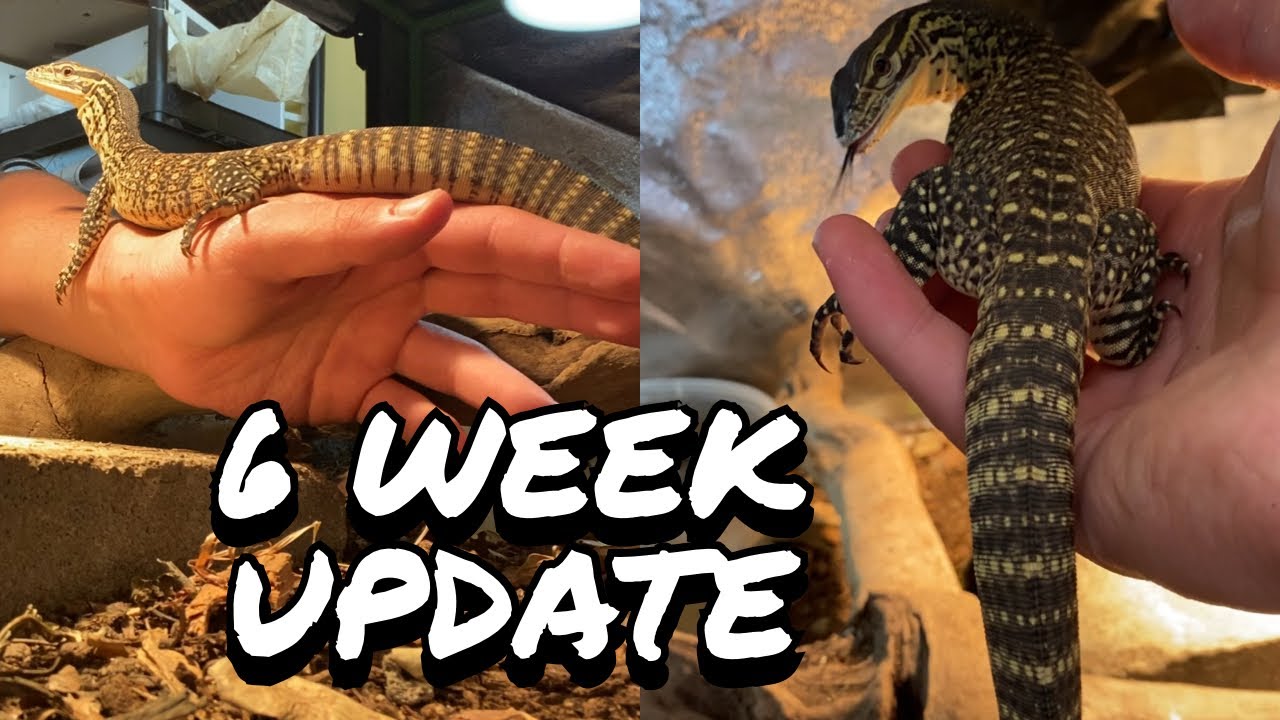 CRAZY 6 Week TAMING Progress On Argus Monitor....(How To Tame Your Argus Monitor)