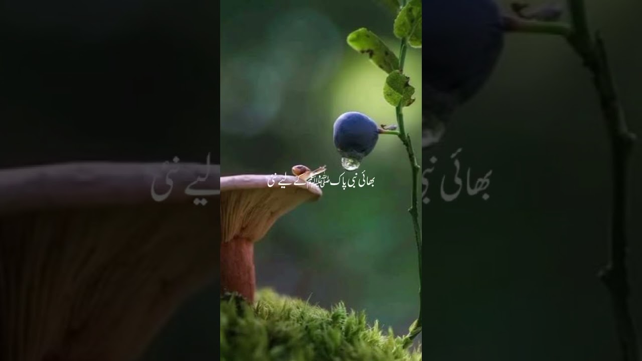 This#vioce #viral #video #youtube#litan#please//\\\ 🥰🌸🥹❤️‍🩹❤️❤️🌸🌸