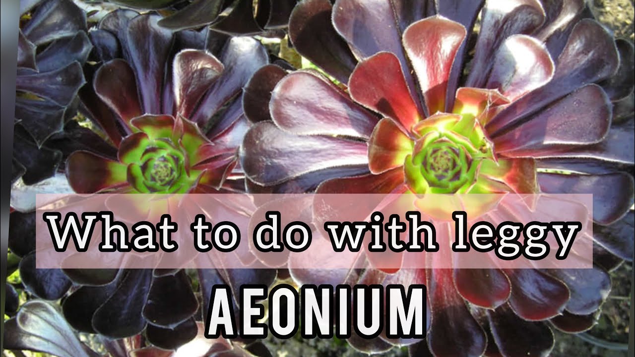 How to plant Leggy Aeonium succulent when its DORMANT #aeoniumsucullen #aeoniumdormancy