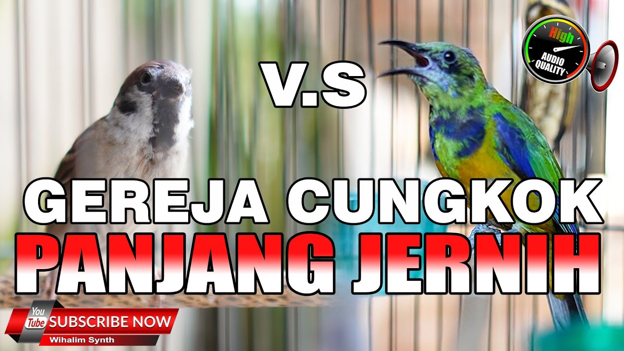 MASTERAN UNTUK SEMUA JENIS BURUNG MEWAH CUCAK CUNGKOK VS GEREJA GACOR, JERNIH PANJANG JEDA NATURAL !