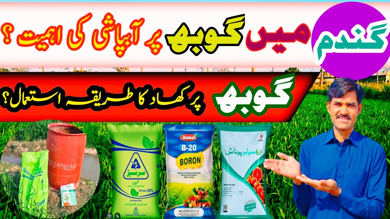 Wheat booting stage irrigation important for wheat production | 3rd irrigation in wheat 