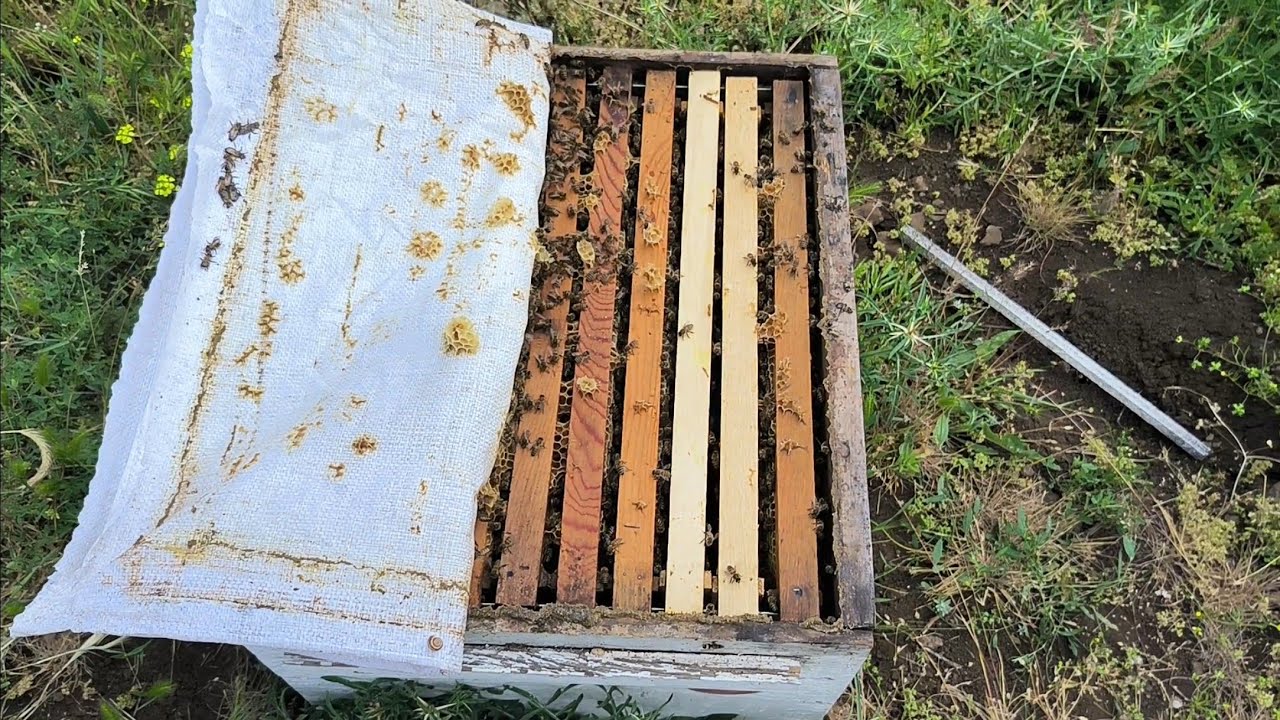 SIKINTIYI SİZDE GÖRÜN.  İki çıta arasına ham petek vermek doğrumu? Sonuç hüsran olmuş #arıcılık #bee