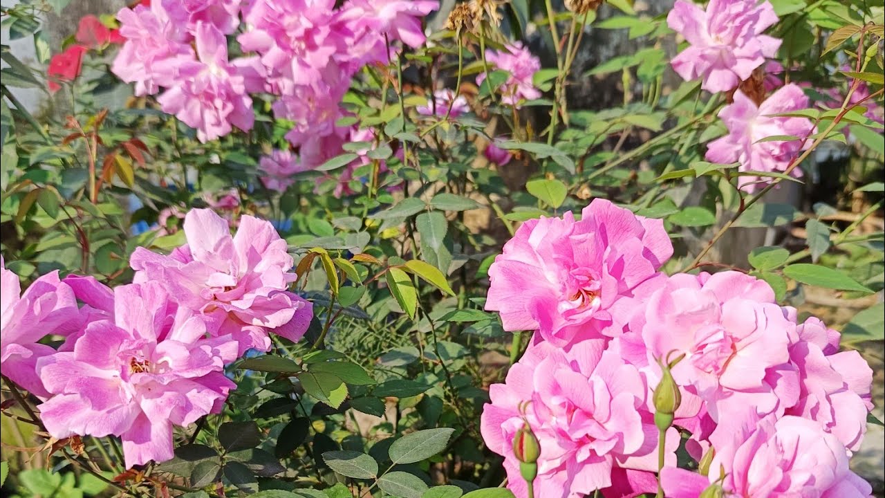 Rose Garden overview and care tips February mein rose plant ki dekhbhal kaise karen