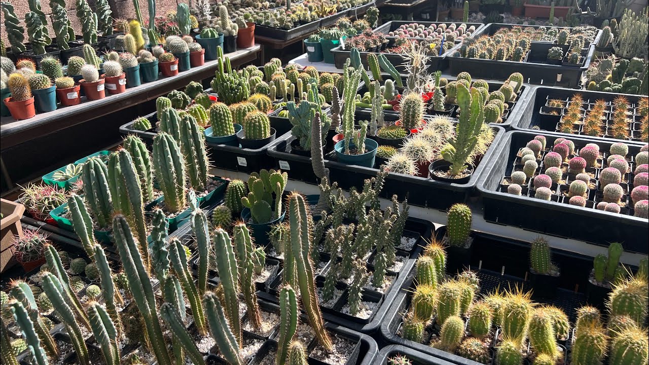 MY BACKYARD GREENHOUSE TOUR. WEATHER HAS BEEN GREAT! #cactus #tour #succulent