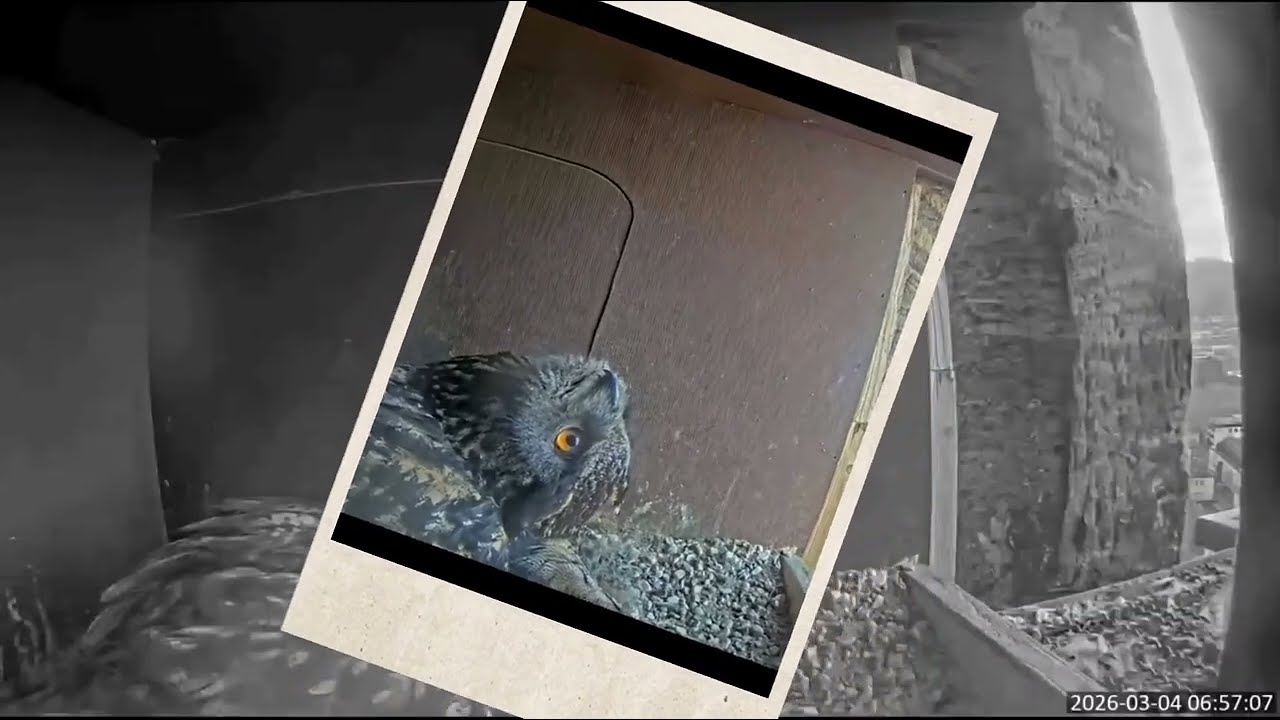 Aus dem Uhu Livestream des NABU Marburg °4. März  🫠 Lisbeth und ihr kleines 