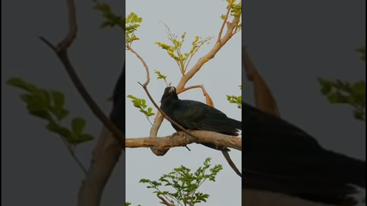 Black Koel ki supar awaaz and music 