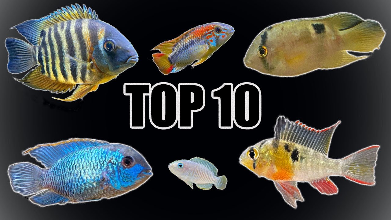 10 самых «мирных» цихлид