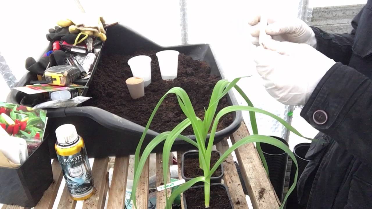 Marks allotment gardening diary : Episode 5 Giant vegetables, pot leeks and grow lights