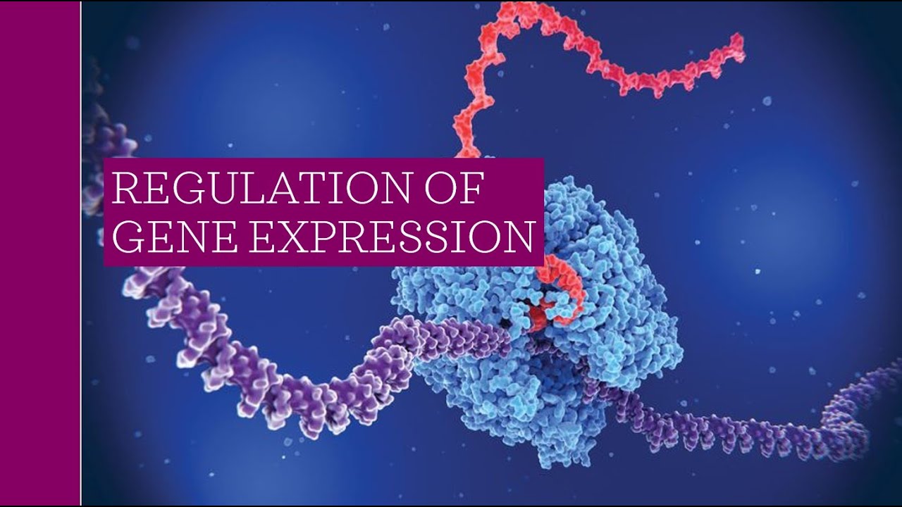 AP Biology 6iv Regulation of Gene Expression Lecture