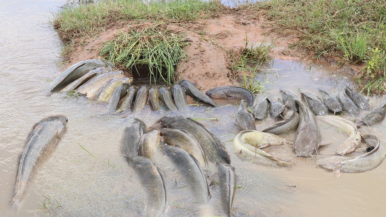 Fishing Skill - Dig Deep Hole Trap Can Catch A lot of Fish & Crabs Eels With Deep Hole