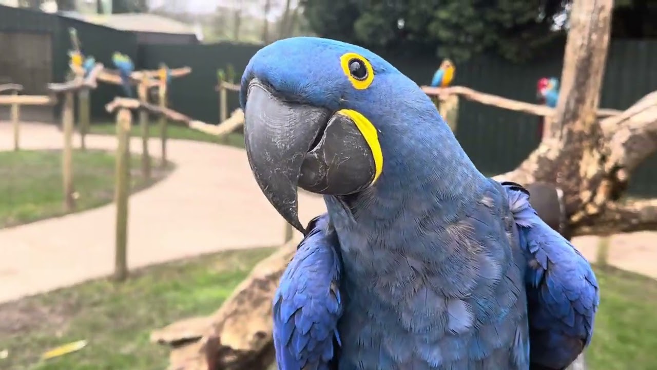Macaw parrots in uk ! Beautiful macaw parrot park uk ! Look how many beautiful macaw are together