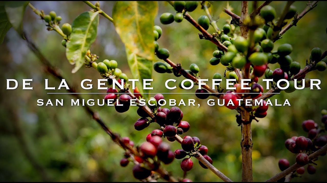 De La Gente Coffee Tour - San Miguel Escobar, Guatemala