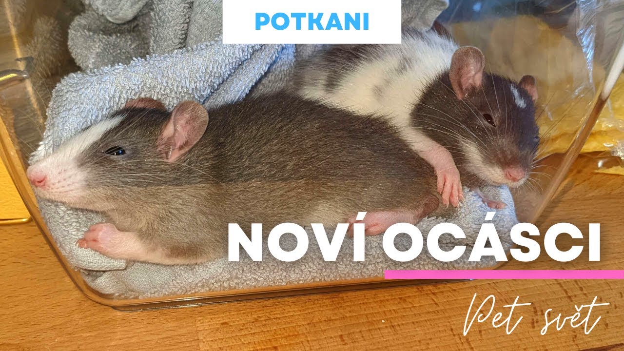 POTKANI - Seznamování potkanů / fáze vana