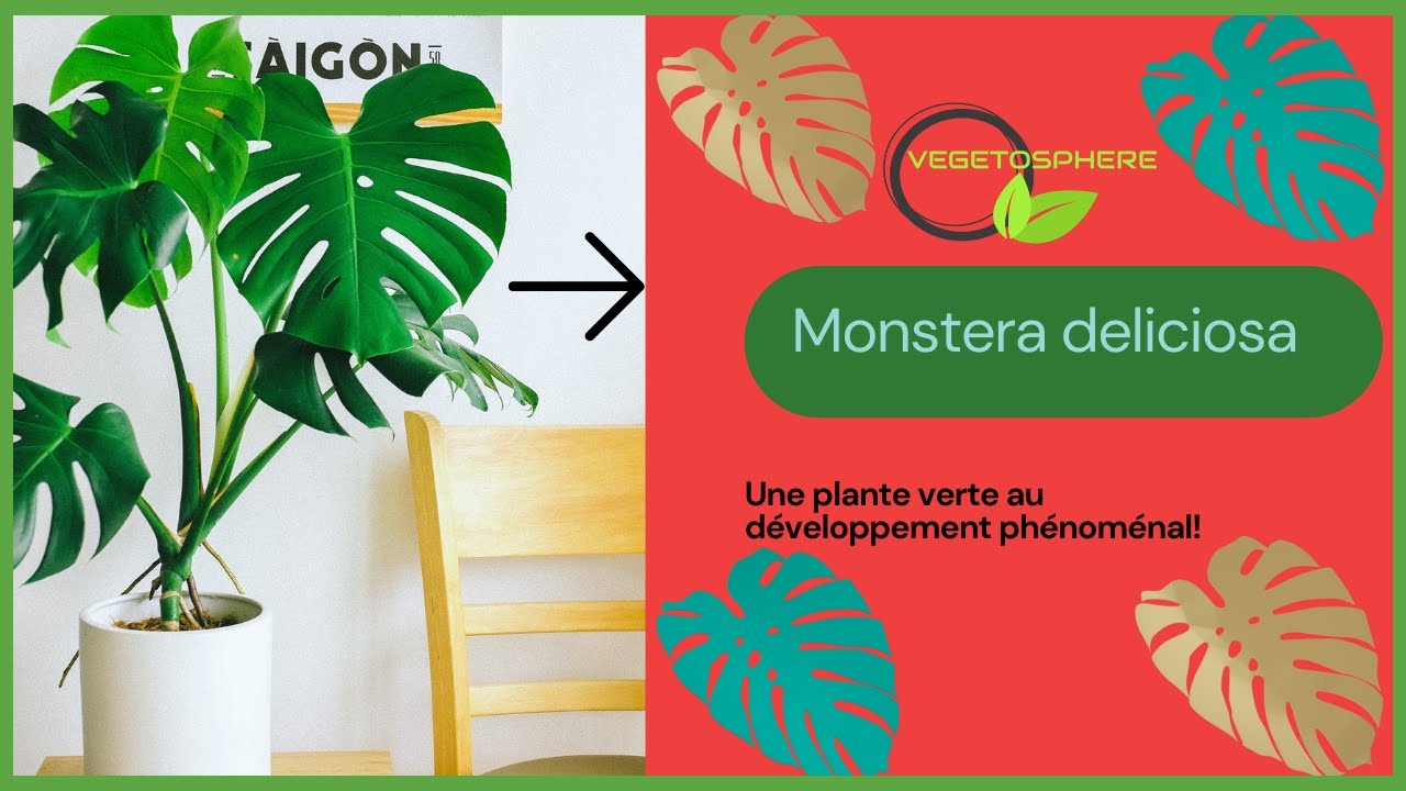 Monstera deliciosa #vegetosphere  #plants #monstera