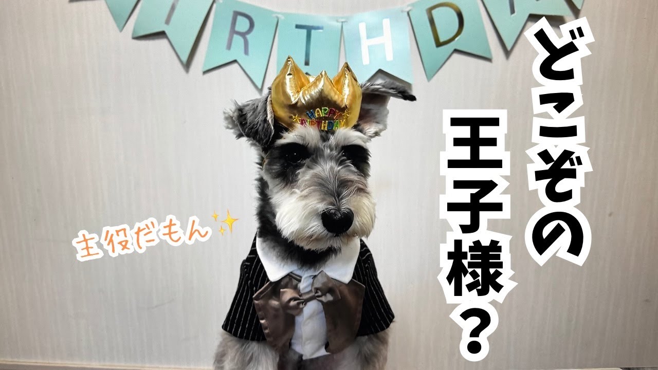 【愛犬の誕生日】2月5日、ラックさんが2歳のお誕生日を迎えましたー🎉