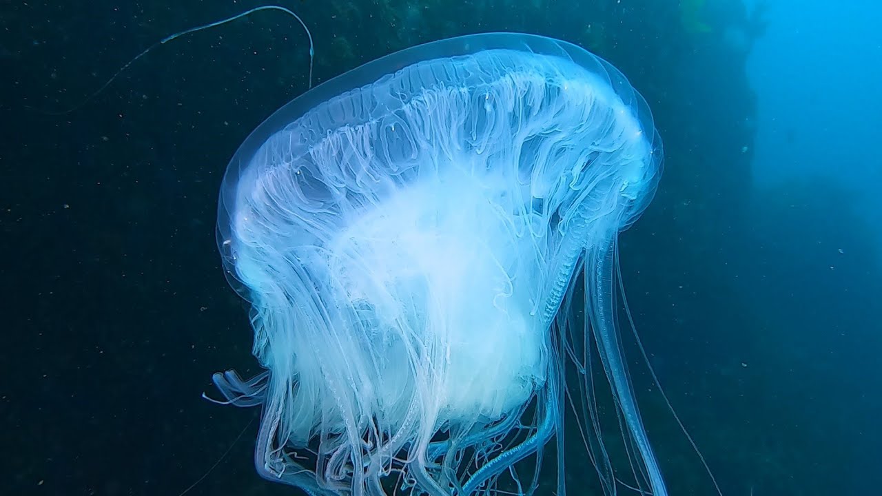 San Clemente Island 5/11/24 Dives 3 & 4