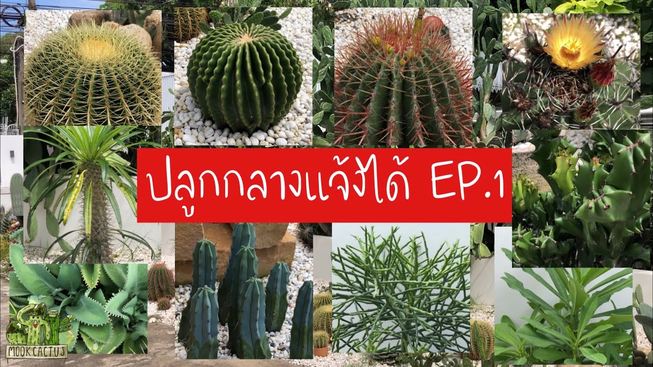 ปลูกแบบ แดด100ฝน100 กระบองเพชรและไม้อวบน้ำ |MookCactus