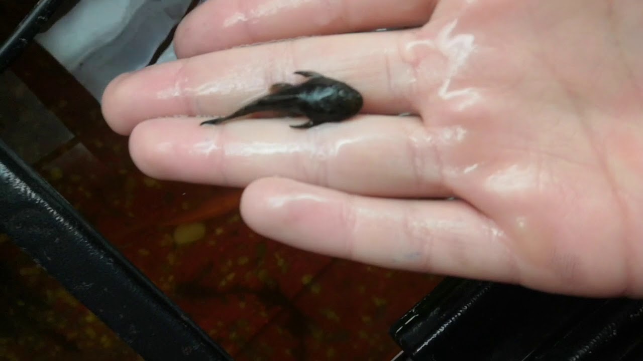 Τα μεγαλο ενειδρειο και οι καινούριοι pleco