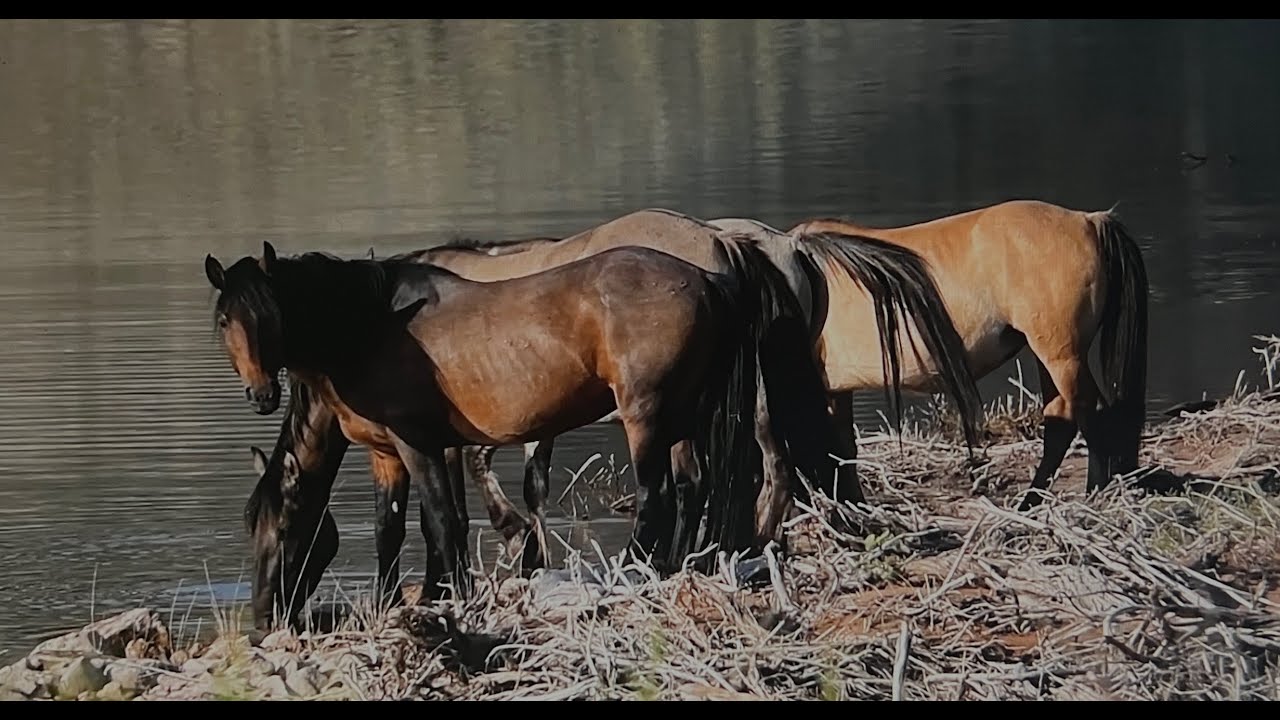 Wild Horses of America S1 Ep 22 Pryor Mountain Wild Horses in Wyoming by Karen King