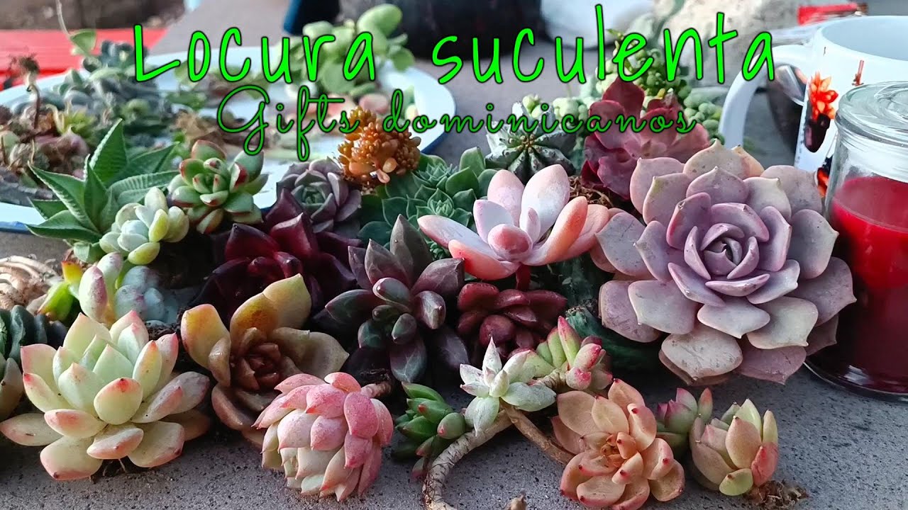 Bellezas suculentas que trajimos de R.D. #umboxing #republicadominicana #gift #suculentas