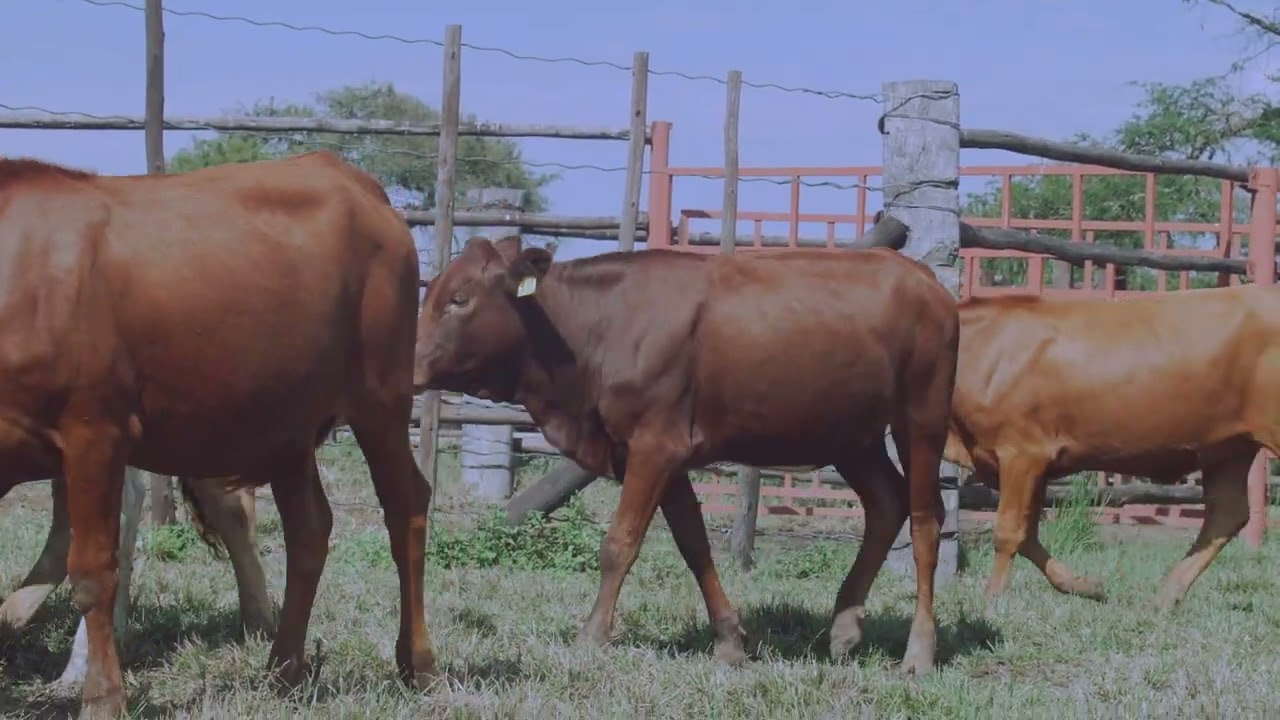 Tuli Cows
