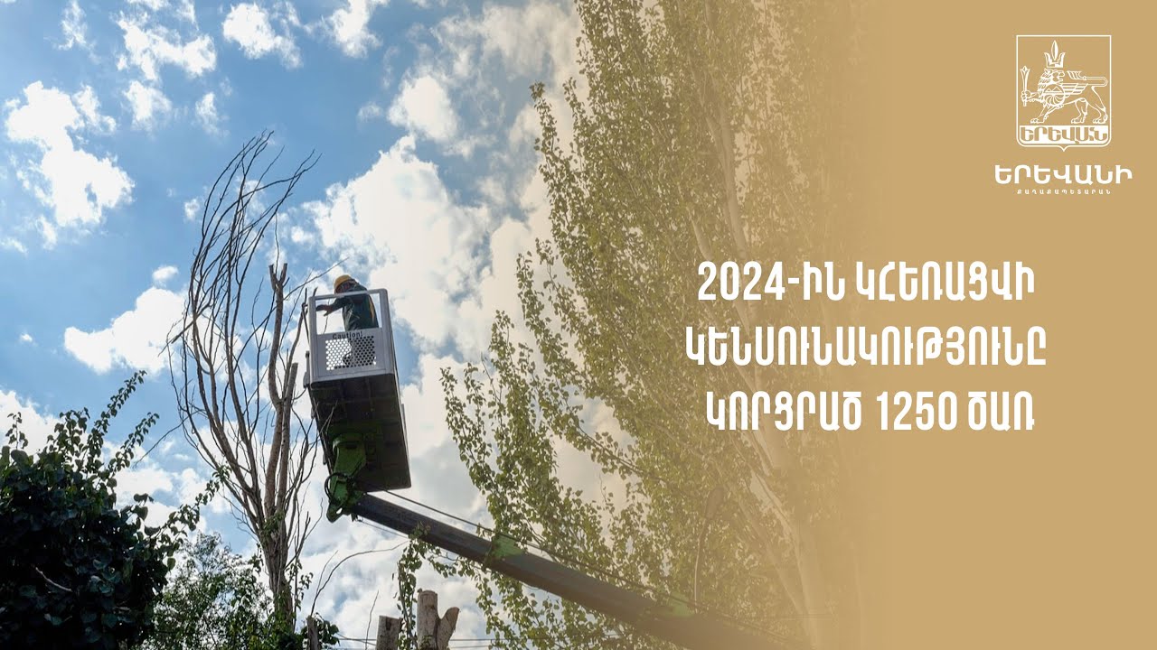 2024թ.-ին կհեռացվի կենսունակությունը կորցրած 1250 ծառ