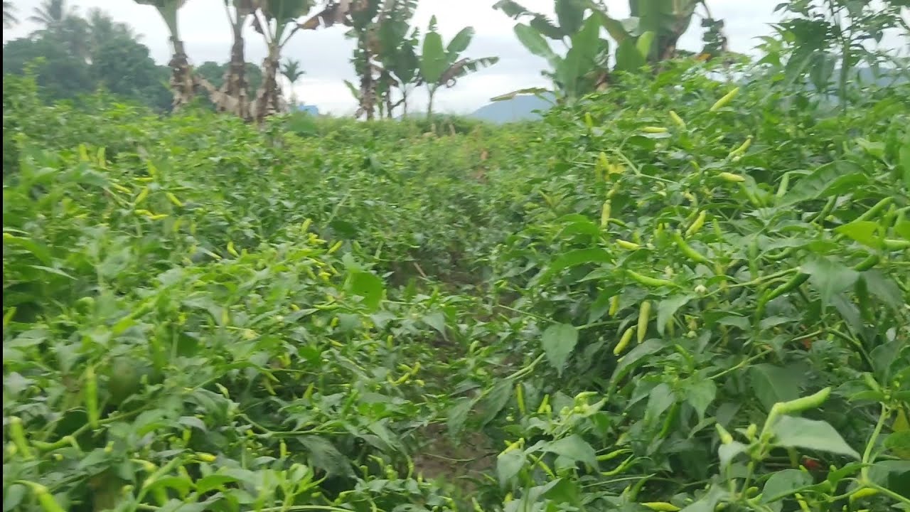Full buah //Viral buanya lebat