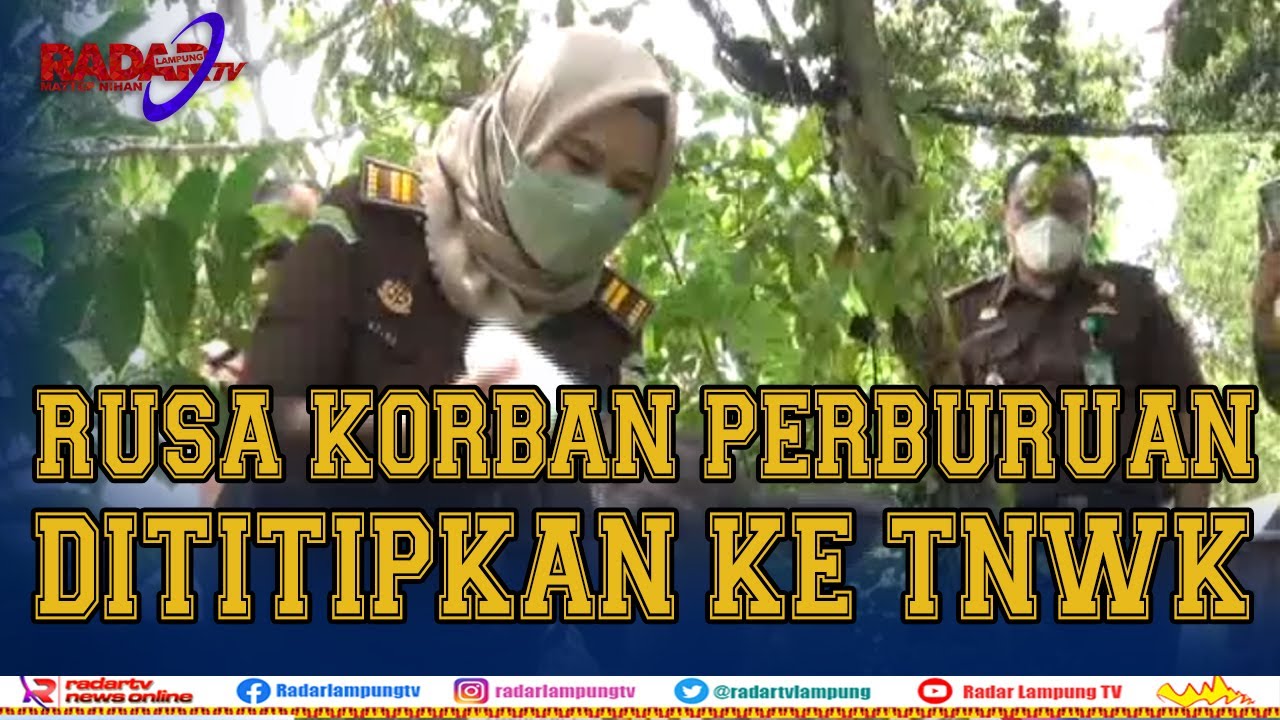 Rusa Korban Pemburuan Liar, Dititipkan Ke Taman Nasional Way Kambas