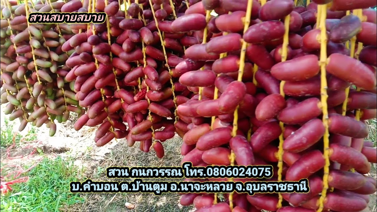 อินทผาลัม อายุ6ปี ติดผลดกมาก สวนกนกวรรณ อำเภอนาจะหลวย จังหวัดอุบลราชธานี : สวนสบายสบาย