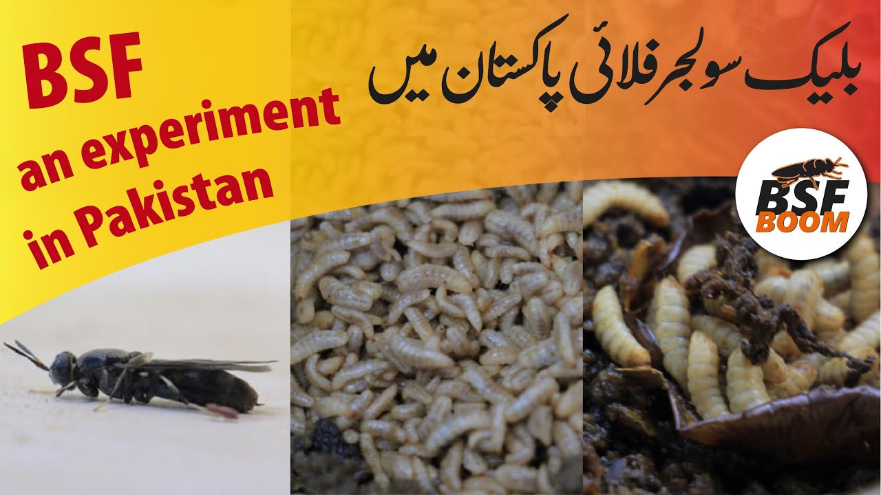 Black Soldier Fly Larvae Farming In Pakistan | Study Project  بلیک سولجر فلائی پر پاکستانی میں تجربہ
