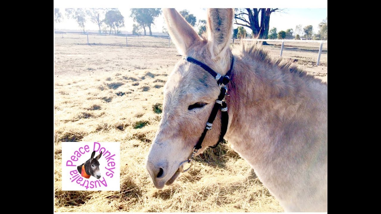 How to make a rope bridle