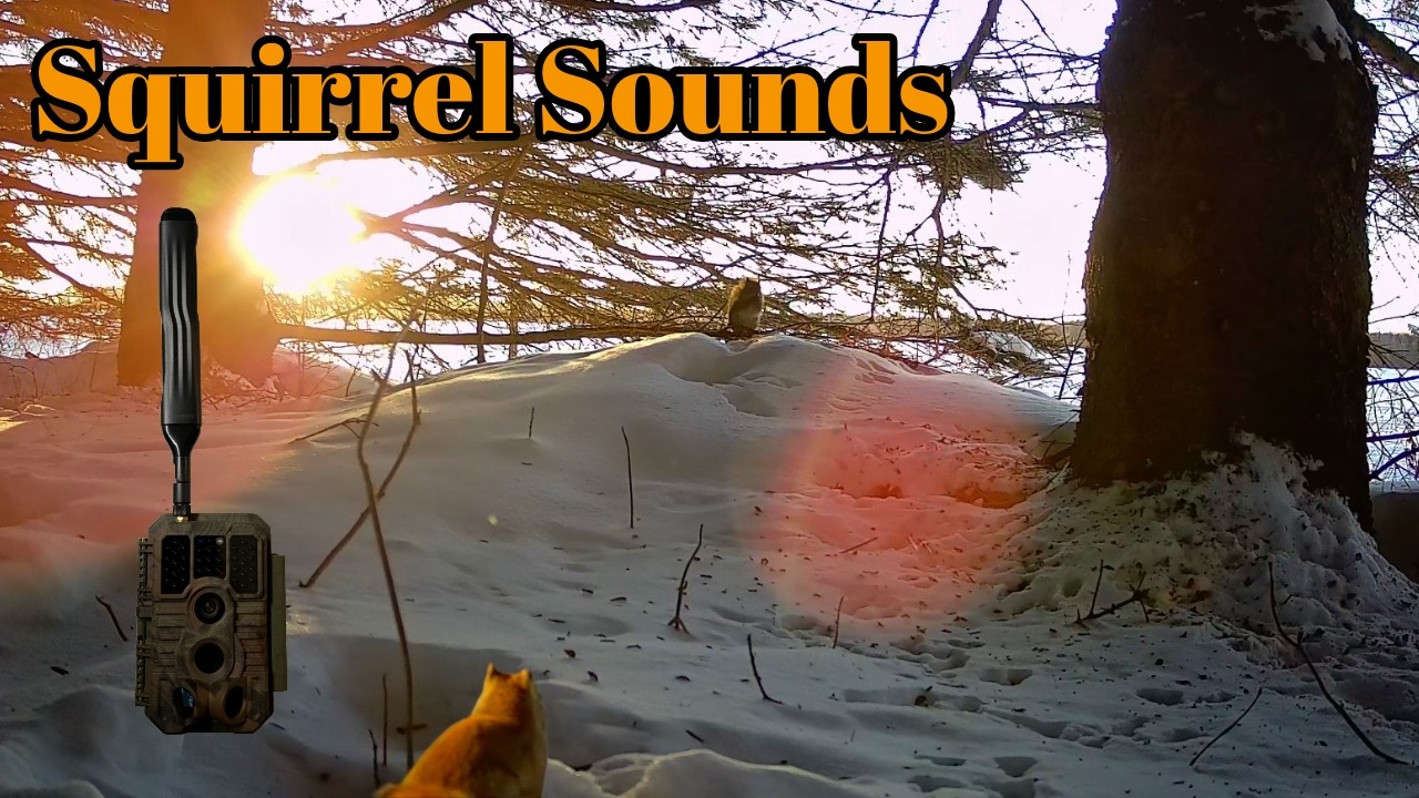 What Does A Squirrel Do During the Day #gardepro #trailcam  #squirrel 