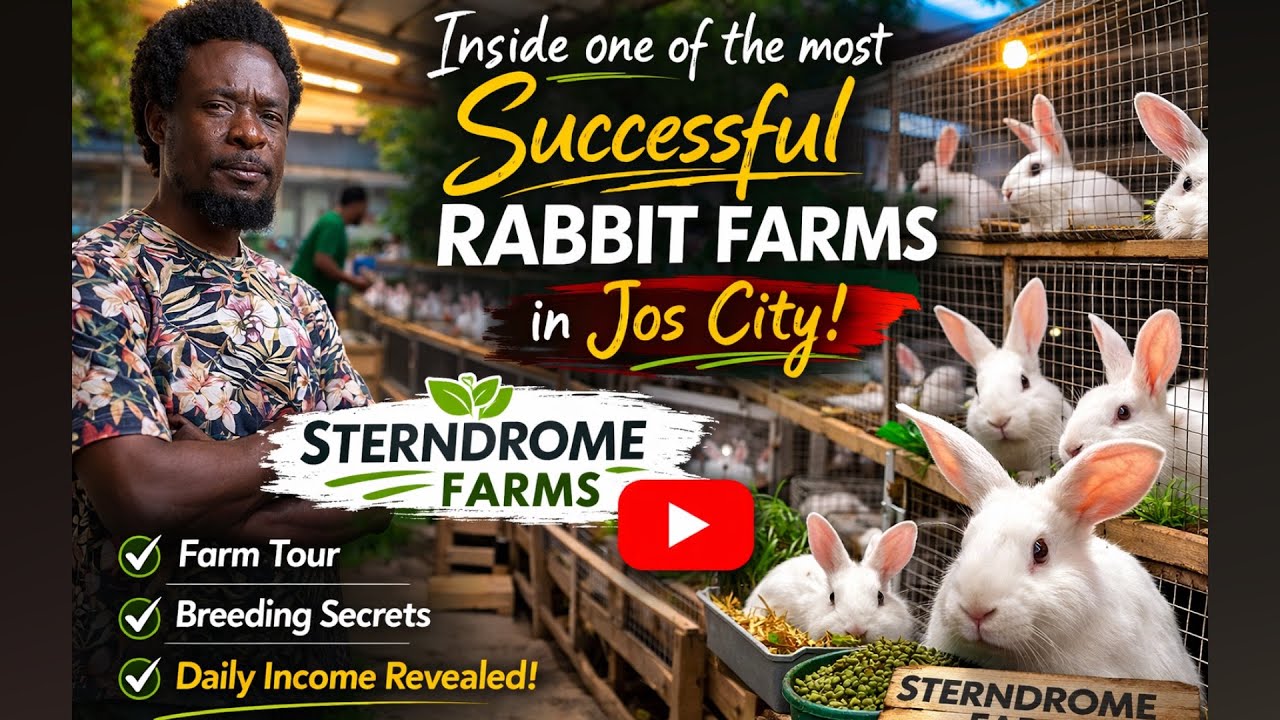 Inside one of the most successful Rabbit Farms in Jos City | Sterndrome Rabbit Farms