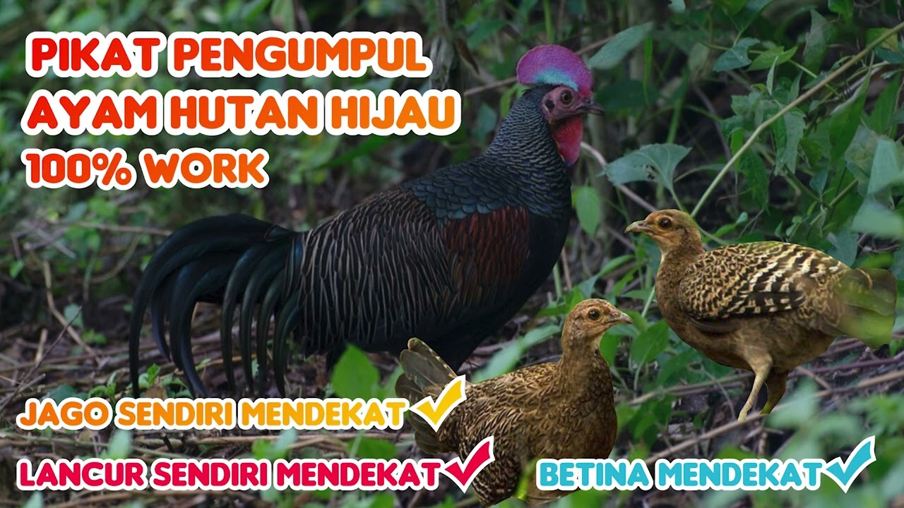 Suara pikat ayam hutan hijau kolaborasi jantan dan betina .TERBARU  AMPUH‼️