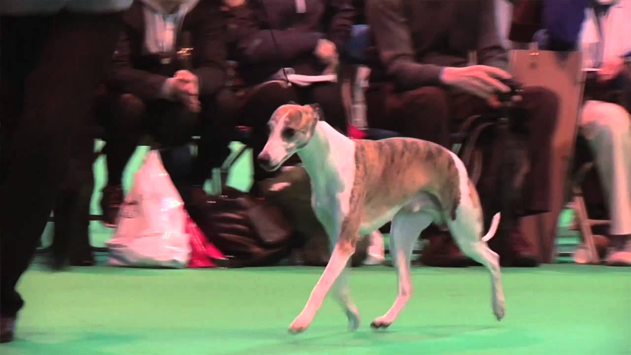 Crufts 2014 - Whippet Best of Breed