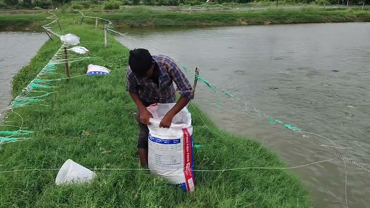 Aaj fish pond ki view dekhiye beautiful agar aap jankari Lena  chahte h to comment karne