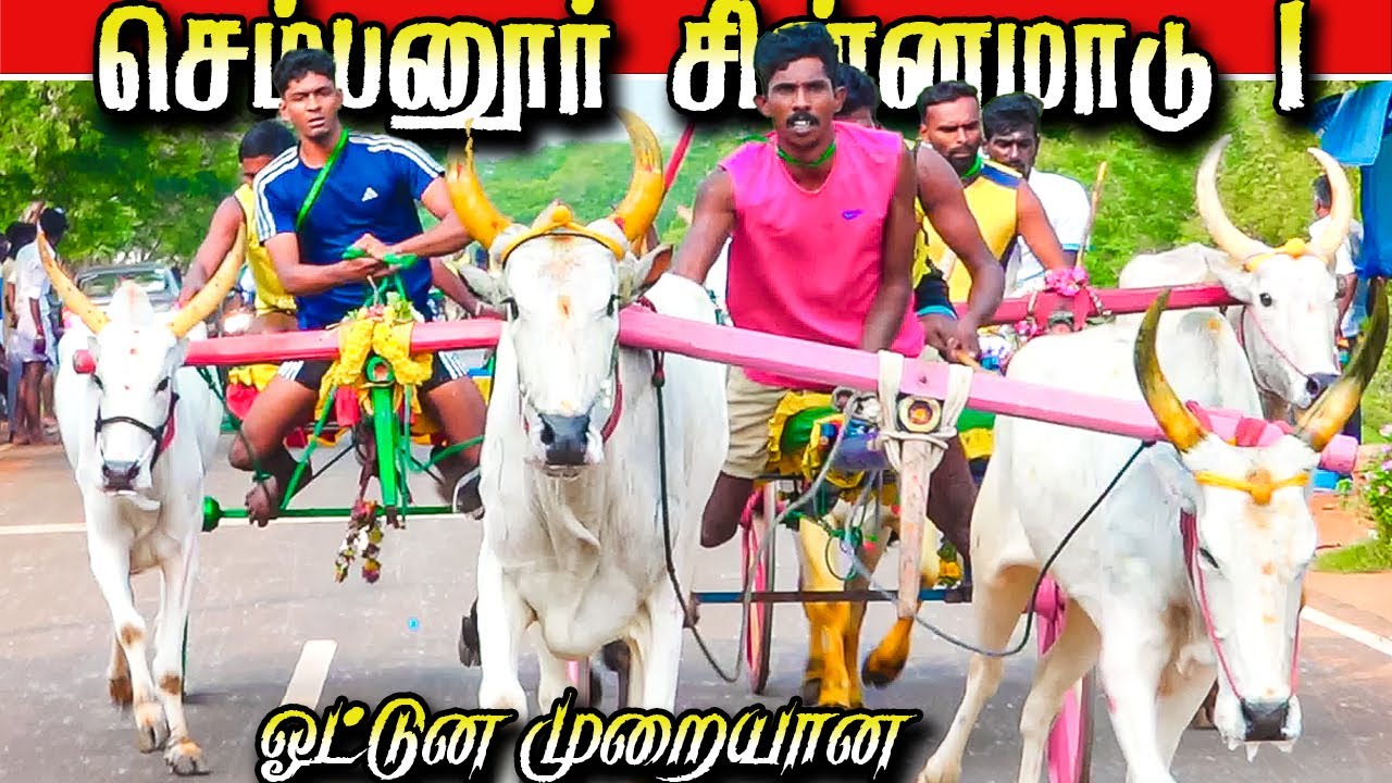 செம்பனூர் சின்னமாடு  9.12.2025 sempanur chinnamadu #krish_studio_kattumavadi