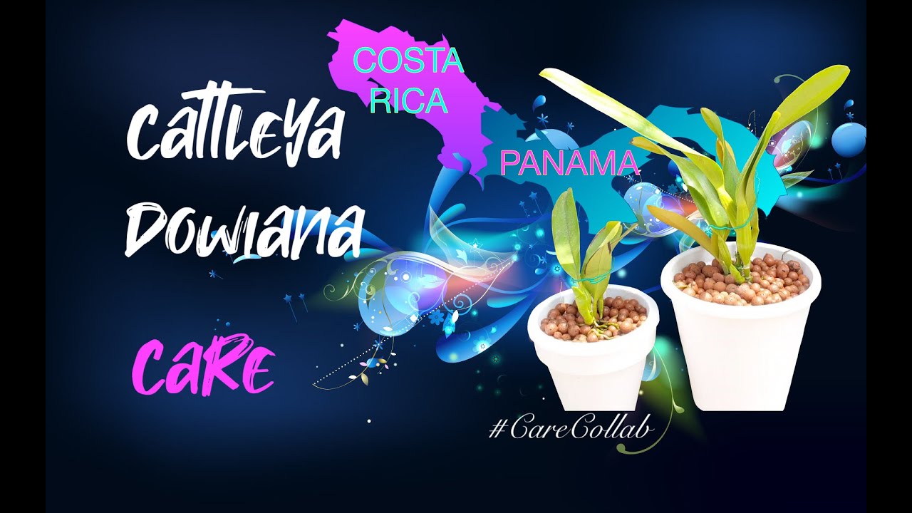 Cattleya dowiana | Self-Watering & Leca Care | The Queen of Cattleyas #CareCollab #ninjaorchids